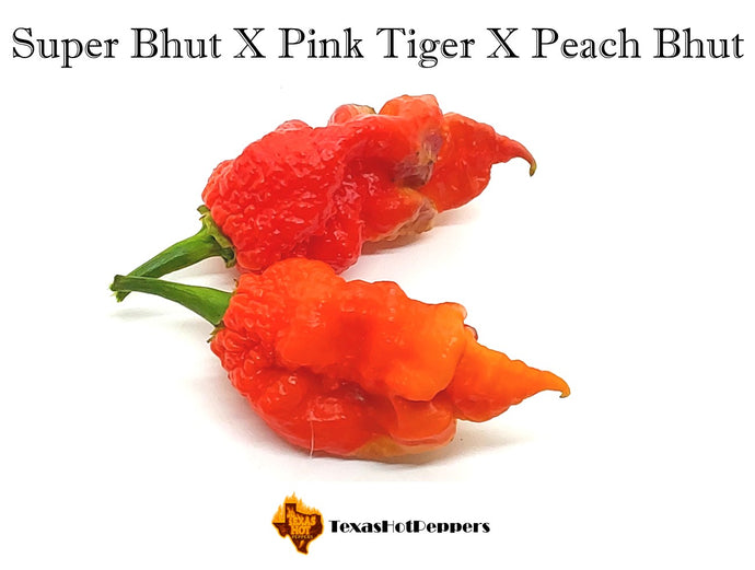 Super Bhut X Pink Tiger X Peach Bhut