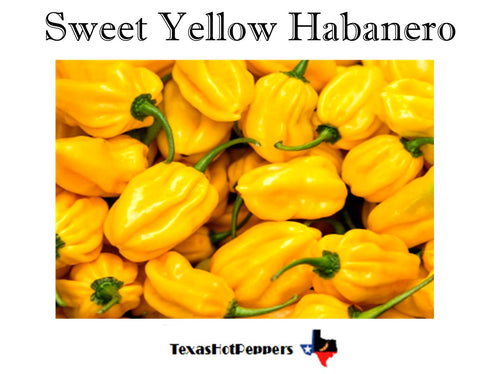 Sweet Yellow Habanero