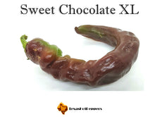 Load image into Gallery viewer, Sweet Chocolate XL