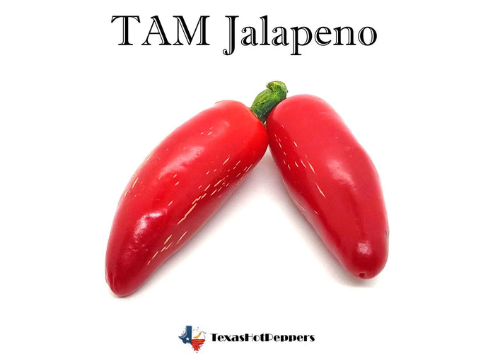 TAM Jalapeno