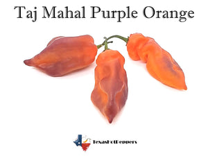 Taj Mahal Purple Orange