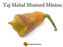 Load image into Gallery viewer, Taj Mahal Mustard Minion