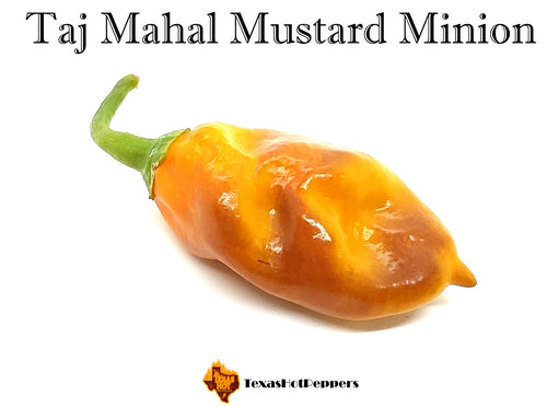 Taj Mahal Mustard Minion