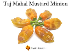 Load image into Gallery viewer, Taj Mahal Mustard Minion