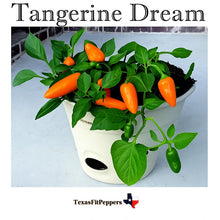 Load image into Gallery viewer, Tangerine Dream