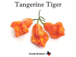 Tangerine Tiger