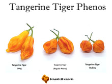 Load image into Gallery viewer, Tangerine Tiger