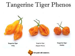 Tangerine Tiger