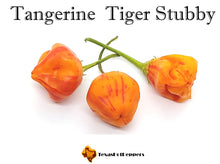 Load image into Gallery viewer, Tangerine Tiger