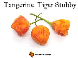 Tangerine Tiger