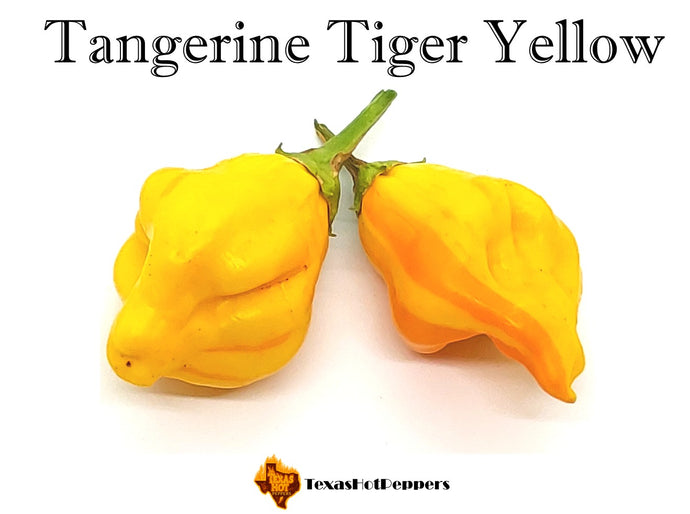 Tangerine Tiger Yellow