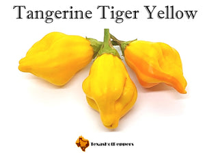 Tangerine Tiger Yellow
