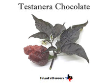 Load image into Gallery viewer, Testanera Chocolate