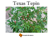 Load image into Gallery viewer, Texas Tepin