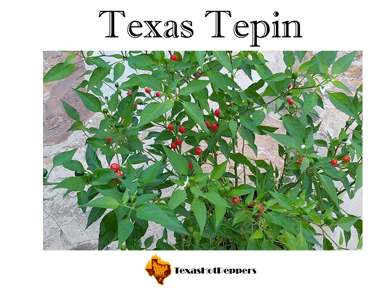 Texas Tepin – Texas Hot Peppers