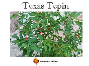 Texas Tepin