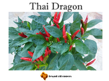 Load image into Gallery viewer, Thai Dragon