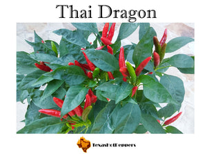Thai Dragon