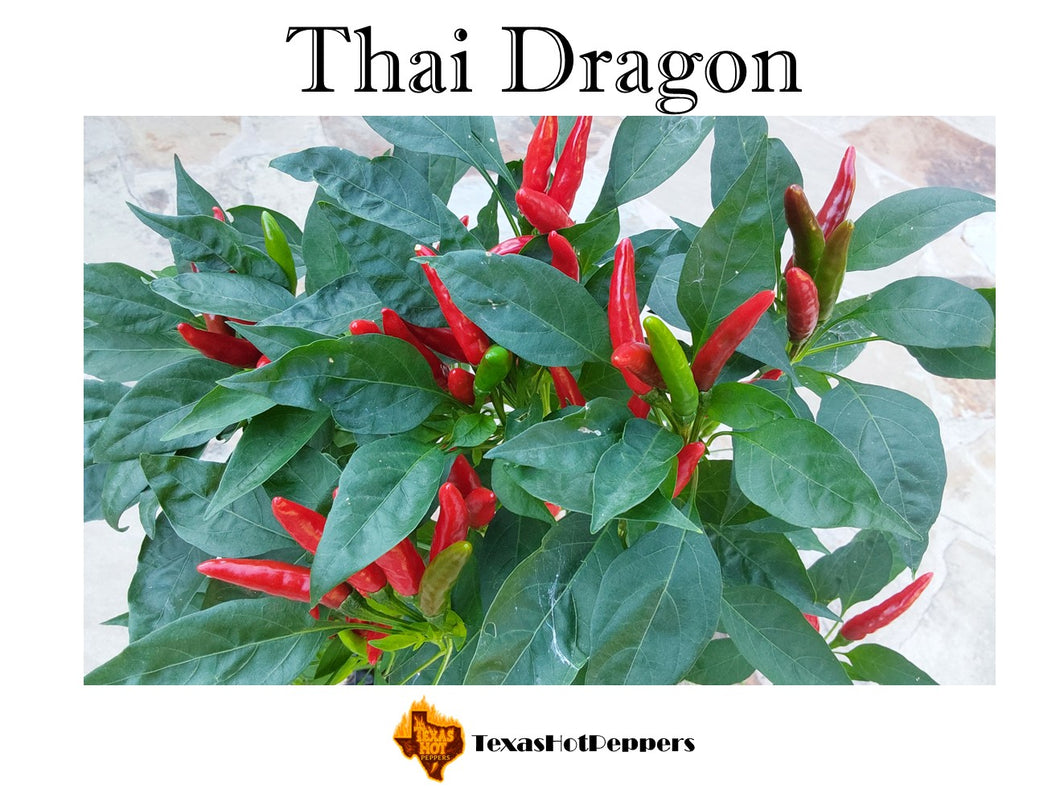 Thai Dragon