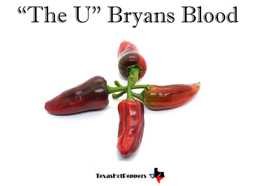 The U Bryans Blood