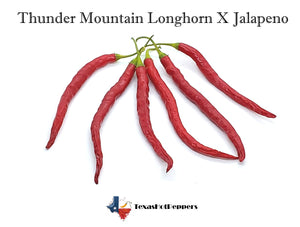 Thunder Mountain Longhorn X Jalapeno