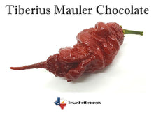 Load image into Gallery viewer, Tiberius Mauler Chocolate