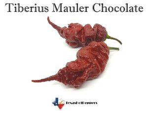 Tiberius Mauler Chocolate