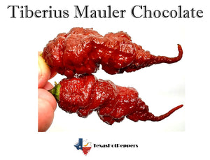 Tiberius Mauler Chocolate