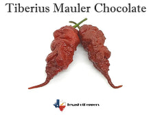 Load image into Gallery viewer, Tiberius Mauler Chocolate