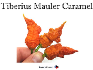 Tiberius Mauler Caramel