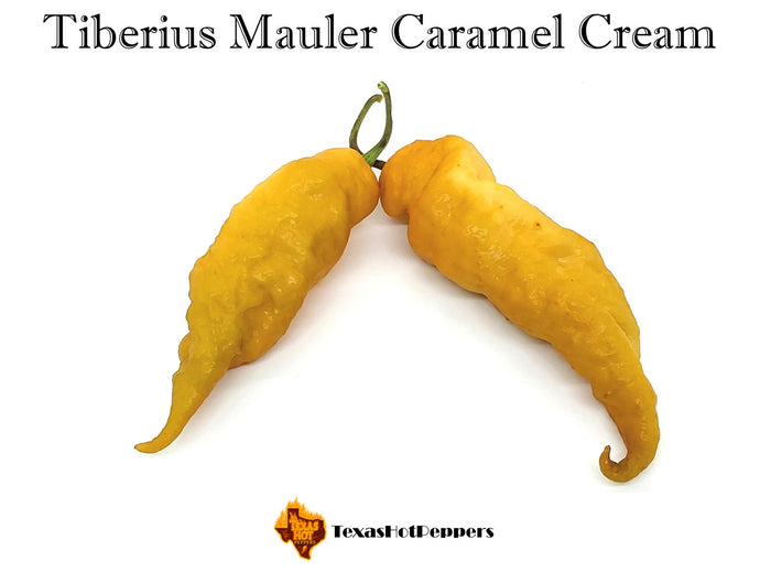 Tiberius Mauler Caramel Cream