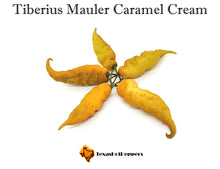 Load image into Gallery viewer, Tiberius Mauler Caramel Cream
