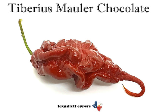 Tiberius Mauler Chocolate