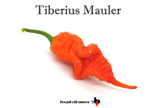 Tiberius Mauler