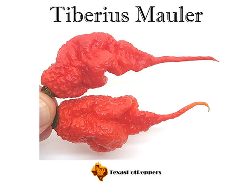 Tiberius Mauler