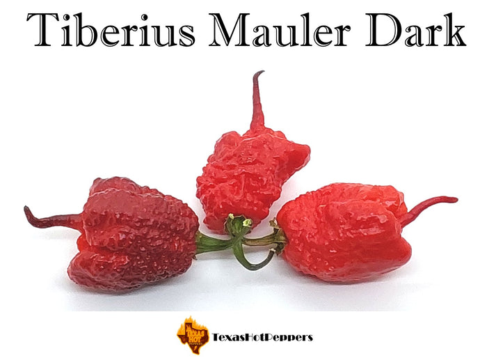 Tiberius Mauler Dark