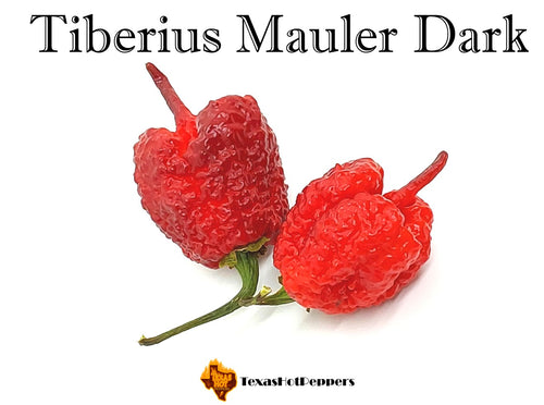 Tiberius Mauler Dark