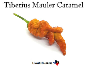 Tiberius Mauler Caramel