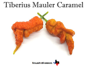 Tiberius Mauler Caramel