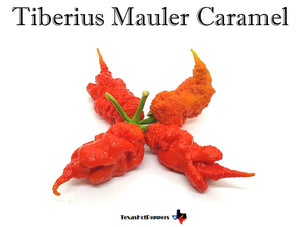 Tiberius Mauler Caramel