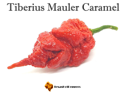 Tiberius Mauler Caramel