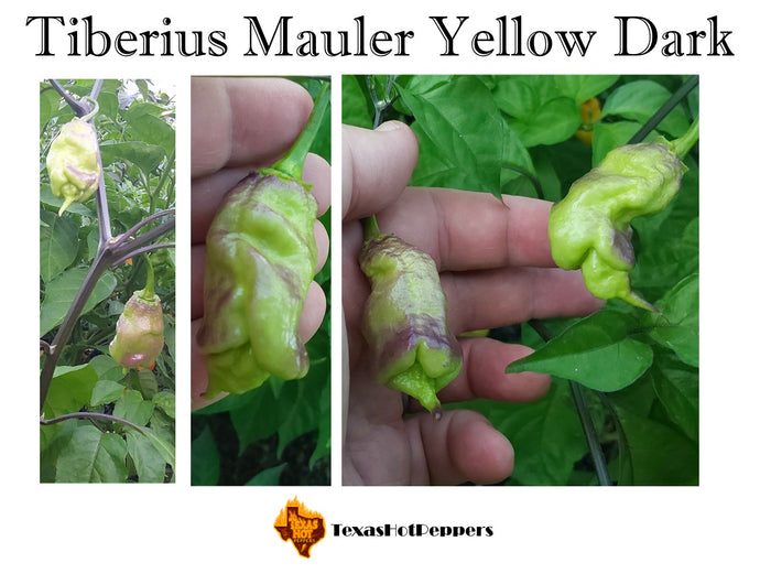 Tiberius Mauler Yellow Dark