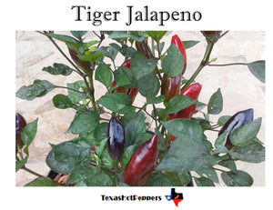 Tiger Jalapeno