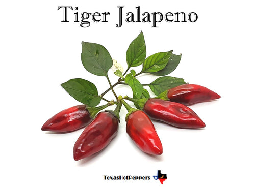 Tiger Jalapeno