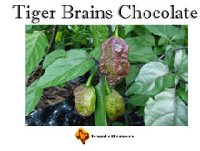 Load image into Gallery viewer, Tiger Brains Chocolate