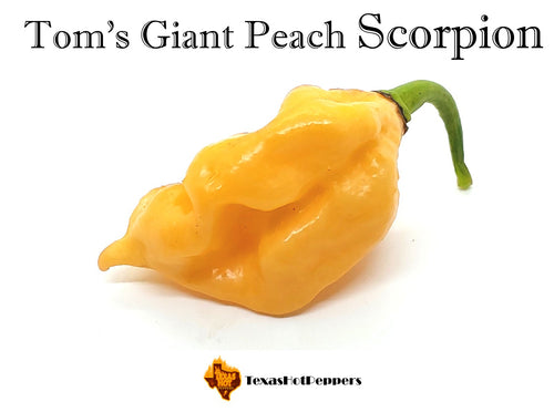 Tom's Giant Peach Scorpion