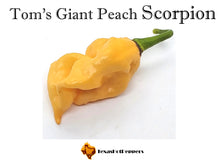 Load image into Gallery viewer, Tom&#39;s Giant Peach Scorpion