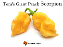 Load image into Gallery viewer, Tom&#39;s Giant Peach Scorpion