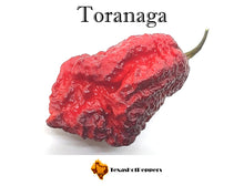 Load image into Gallery viewer, Toranaga