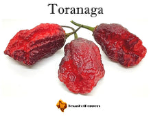 Load image into Gallery viewer, Toranaga